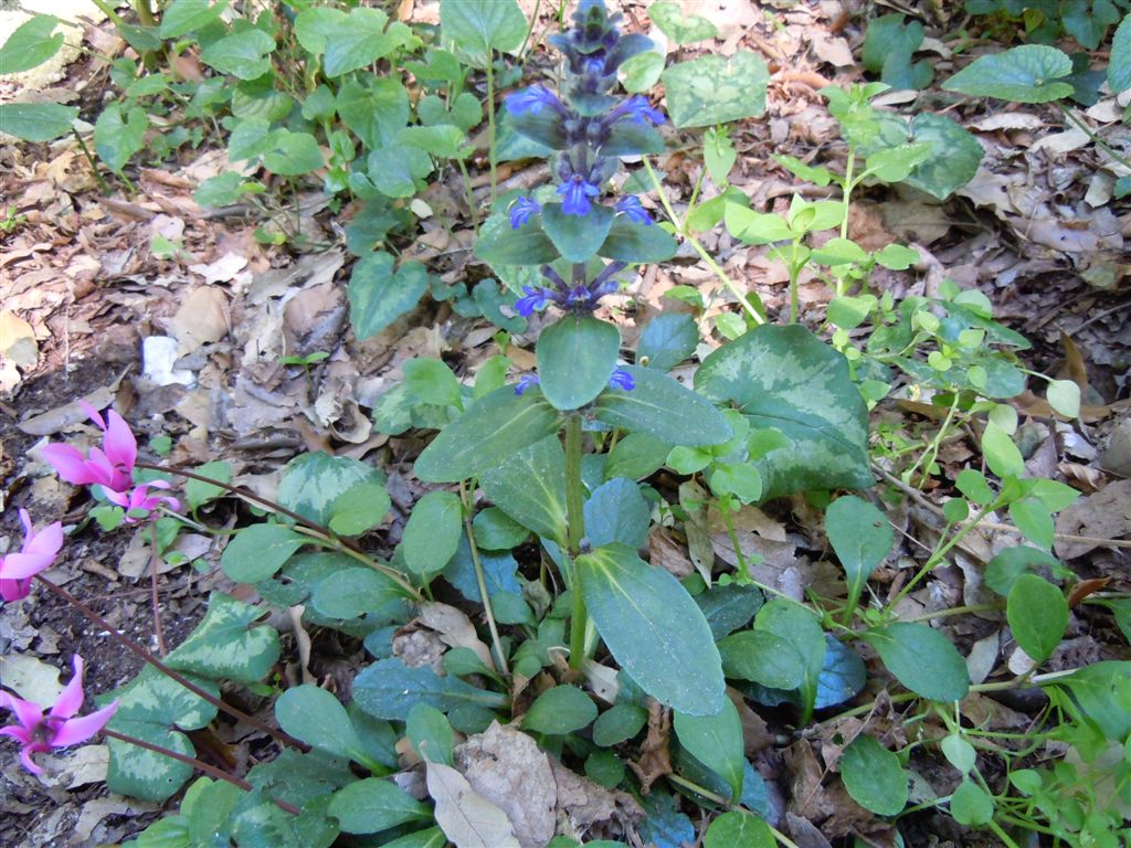 Ajuga reptans
